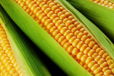How Long Does Corn On The Cob Last?