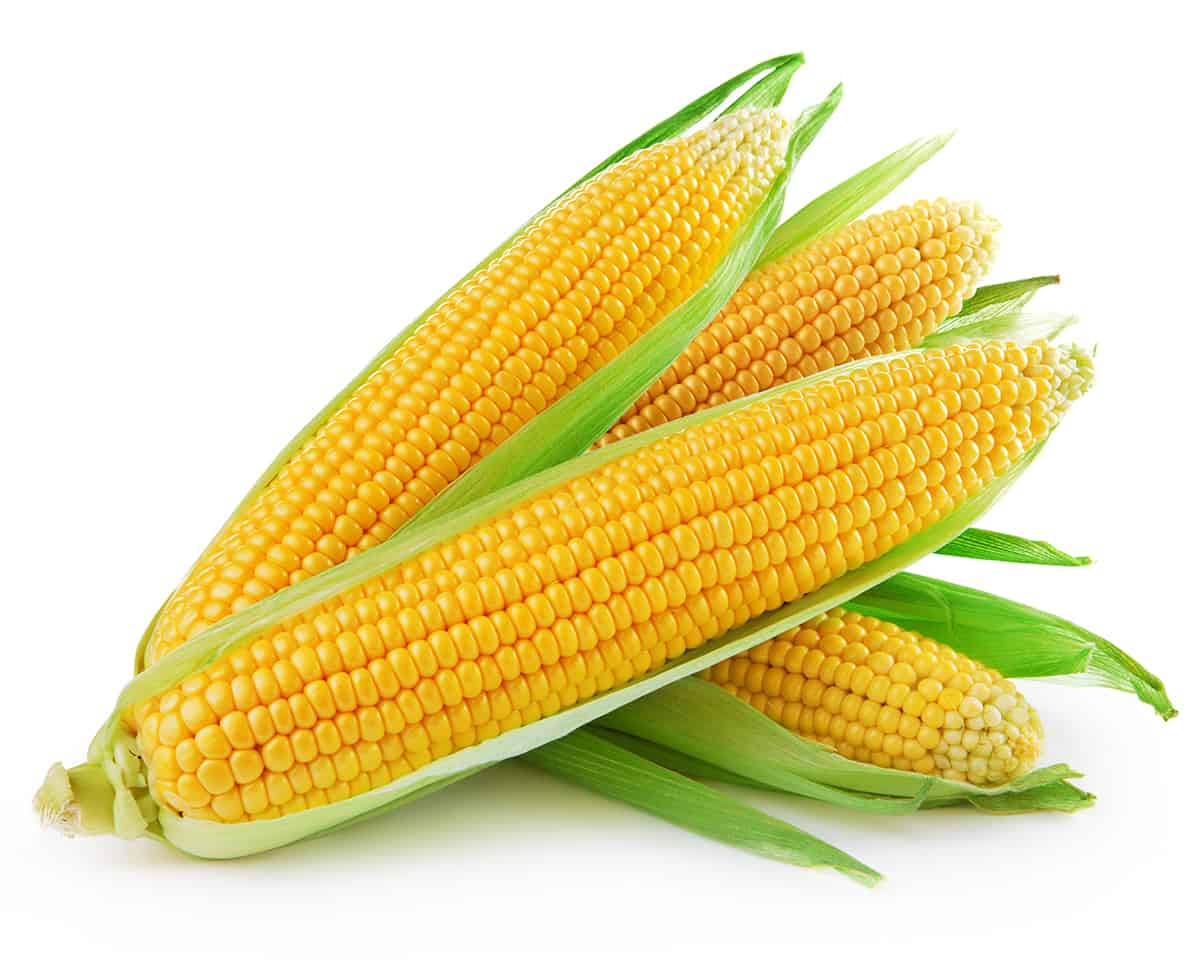 What Is Corn on the Cob?