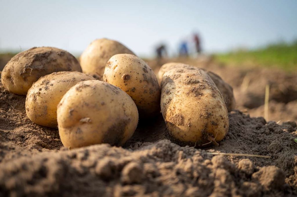 How Many Potatoes Is 3 Pounds Answered HowdyKitchen how-many-potatoes-is-3-pounds-answered-howdykitchen
