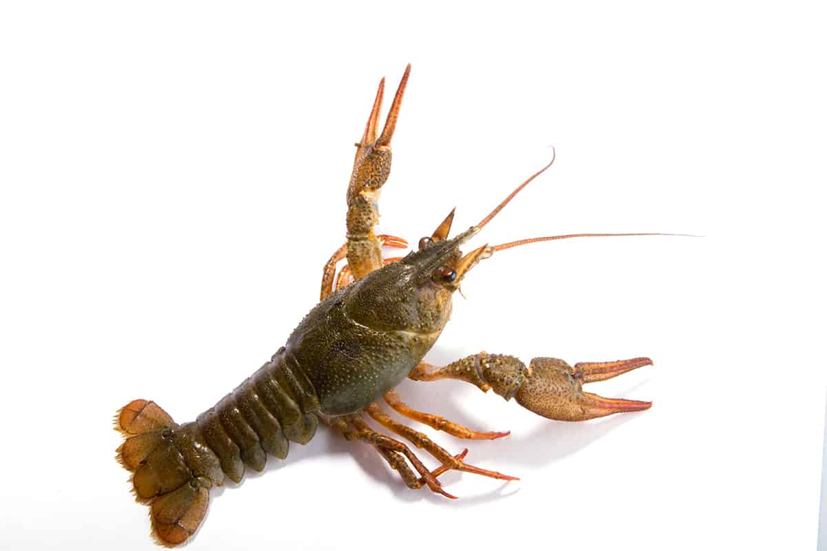 Crayfish