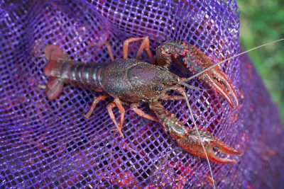 How Many Crawfish in A Pound