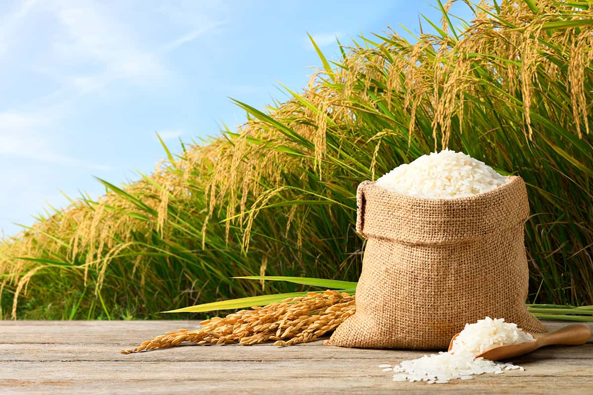 Rice Varieties and Their Impact on Cooking
